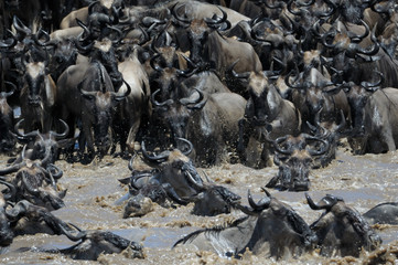 Wildebeest crossing the Mara river.