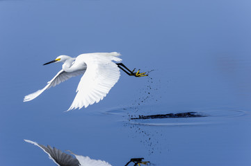 snowy egret, egretta thula