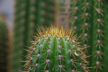 top of cactus with prickles, don't touch