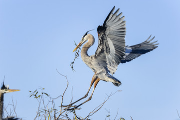 great blue heron, ardea herodias
