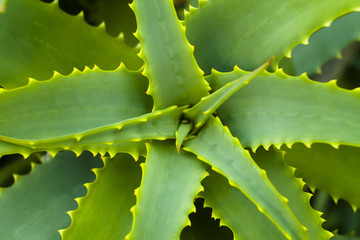 Aloe vera