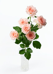bunch of rose flowers on white background
