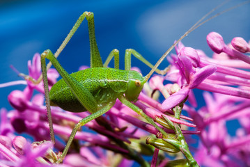 petite sauterelle verte