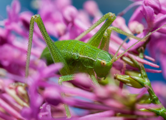 petite sauterelle verte