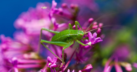 petite sauterelle verte