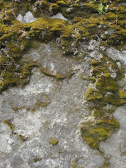 Textures - Moss on an old stone wall