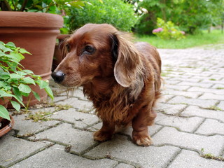 Dackel