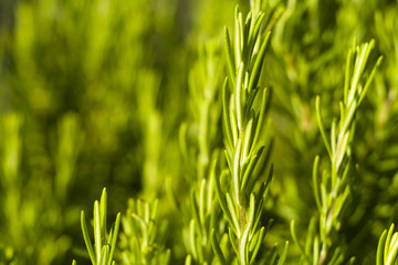 Rosemary (Rosmarinus officinalis)