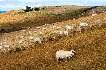 Obraz premium Grazing Sheep