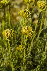 Curry plant (Helichrysum italicum)