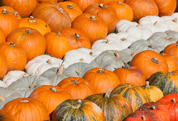 Colorful pumpkins