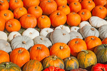 Colorful pumpkins
