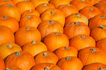 Colorful pumpkins