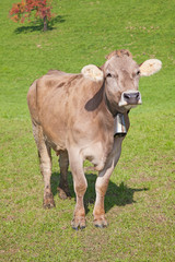 Naklejka na ściany i meble Szwajcarska krowa