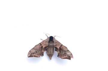 Fototapeta premium Moth