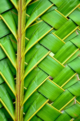 Weaving coconut leaves texture