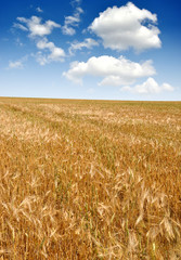 golden wheat in the blue sky background