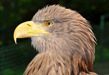 Fototapeta premium sea eagle