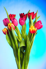 tulip flowers