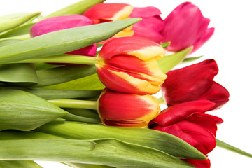 tulip flowers