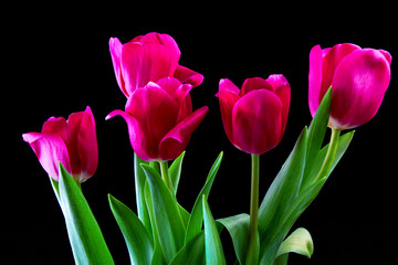 tulip flowers