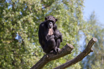 Chimpanzee on a tree