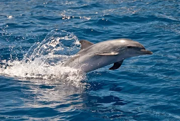 Gartenposter Delfin Delfin