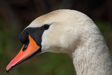 Fototapeta premium The Mute Swan (Cygnus olor) - portrait.