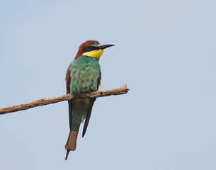 European bee-eater, Merops apiaster