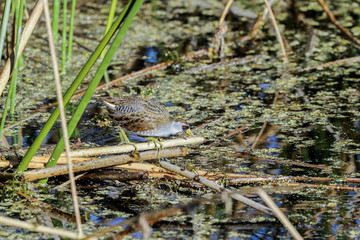 sora, porzana carolina
