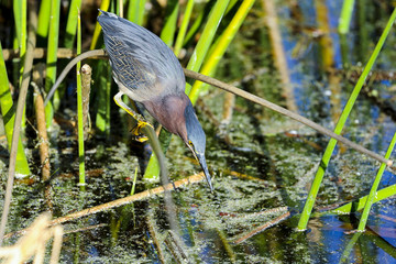 green heron,  butorides virescens