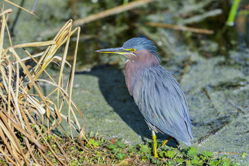 green heron,  butorides virescens