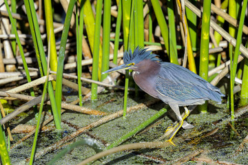 green heron,  butorides virescens
