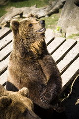 Fototapeta premium Bär