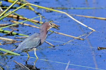 green heron,  butorides virescens