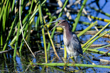 green heron,  butorides virescens