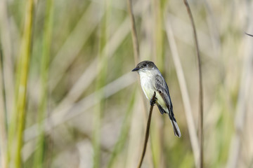 eastern phoebe,  sayornis phoebe