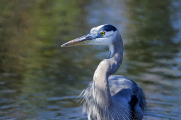 great blue heron, ardea herodias