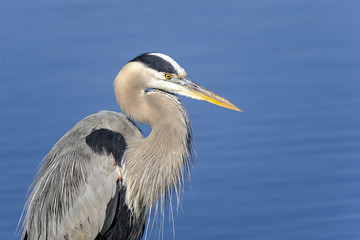great blue heron, ardea herodias