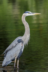 great blue heron, ardea herodias