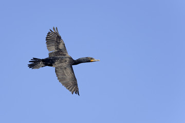 double-crested cormorant, phalacrocorax auritus