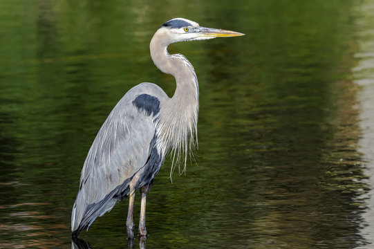 great blue heron, ardea herodias