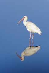 american white ibis, eudocimus albus