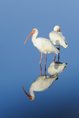 american white ibis, eudocimus albus