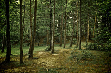 Mixed forest with Walkway, green grass and trees