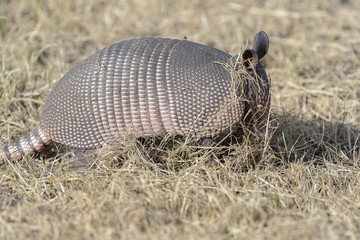 dasypus novemcinctus, nine-banded armadillo