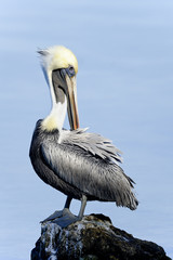 brown pelican, pelecanus occidentalis