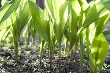 Fresh green leaves, lily of the valley