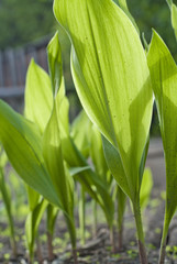 Fresh green leaves, lily of the valley
