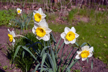 Daffodils narcissus flower bloom yellow color